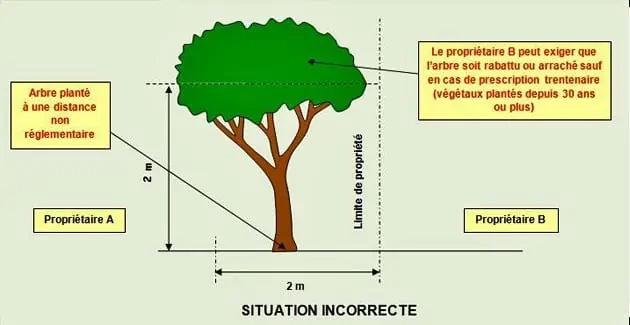Situation correcte conflit voisinage arbre, schema